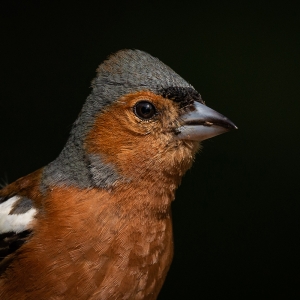 Redwell   20 06 2020   D800   Les 128.jpg